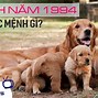 Nữ Giáp Tuất 1994 Mệnh Gì